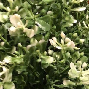 Meet your Posher, Reynold